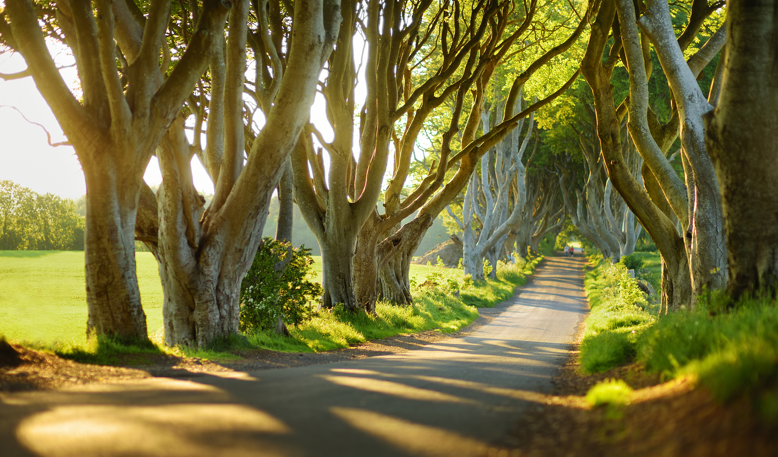 The Dark Hedges, An Avenue Of Beech Trees Along Bregagh Road In