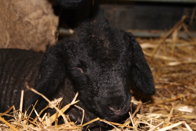 Featured image for “Lambing 2021 at Thornfield Farm”